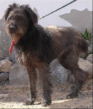 Briard hot sale schnauzer mix